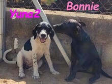 YUNA2, Hund, Bodeguero Andaluz-Mix in Obernkirchen - Bild 6