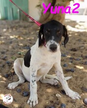 YUNA2, Hund, Bodeguero Andaluz-Mix in Obernkirchen - Bild 7