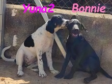 YUNA2, Hund, Bodeguero Andaluz-Mix in Obernkirchen - Bild 9