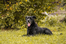 HANS, Hund, Mischlingshund in Kroatien - Bild 1