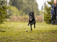 HANS, Hund, Mischlingshund in Kroatien - Bild 2