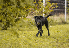 HANS, Hund, Mischlingshund in Kroatien - Bild 3