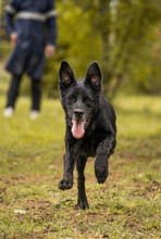 HANS, Hund, Mischlingshund in Kroatien - Bild 4