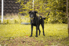 HANS, Hund, Mischlingshund in Kroatien - Bild 5