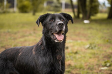 HANS, Hund, Mischlingshund in Kroatien - Bild 6