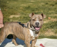 BOGI, Hund, Mischlingshund in Niederlande - Bild 1