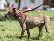 BOGI, Hund, Mischlingshund in Niederlande - Bild 2