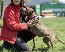 BOGI, Hund, Mischlingshund in Niederlande - Bild 4