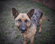 ASTRID, Hund, Deutscher Schäferhund-Mix in Rumänien - Bild 2