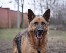 ASTRID, Hund, Deutscher Schäferhund-Mix in Rumänien - Bild 3