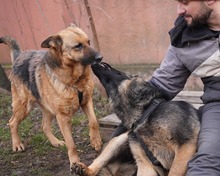 ASTRID, Hund, Deutscher Schäferhund-Mix in Rumänien - Bild 5