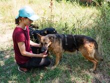 ASTRID, Hund, Deutscher Schäferhund-Mix in Rumänien - Bild 6