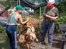 TESSA, Hund, Deutscher Schäferhund-Mix in Rumänien - Bild 11