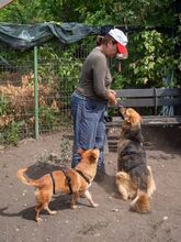 TESSA, Hund, Deutscher Schäferhund-Mix in Rumänien - Bild 12