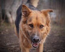 TESSA, Hund, Deutscher Schäferhund-Mix in Rumänien - Bild 2