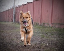 TESSA, Hund, Deutscher Schäferhund-Mix in Rumänien - Bild 3