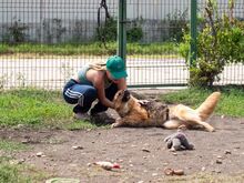 TESSA, Hund, Deutscher Schäferhund-Mix in Rumänien - Bild 8