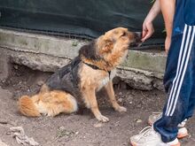 TESSA, Hund, Deutscher Schäferhund-Mix in Rumänien - Bild 9