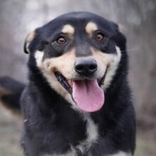 DOKTOR, Hund, Mischlingshund in Rumänien - Bild 1