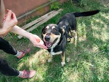 DOKTOR, Hund, Mischlingshund in Rumänien - Bild 10