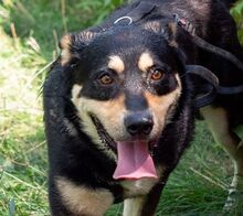 DOKTOR, Hund, Mischlingshund in Rumänien - Bild 2