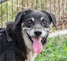 NEGRONI, Hund, Mischlingshund in Berlin