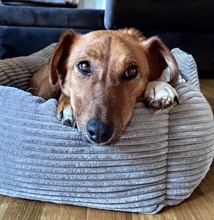 ALBA, Hund, Mischlingshund in Darmstadt - Bild 1