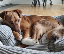 ALBA, Hund, Mischlingshund in Darmstadt - Bild 3