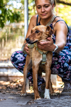 ALBA, Hund, Mischlingshund in Darmstadt - Bild 4