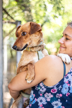 ALBA, Hund, Mischlingshund in Darmstadt - Bild 5