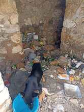 ISABELLA, Hund, Mischlingshund in Italien - Bild 12