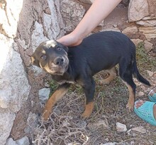 ISABELLA, Hund, Mischlingshund in Italien - Bild 14