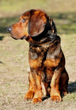 HACHIKO, Hund, Mischlingshund in Slowakische Republik - Bild 2