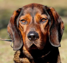 HACHIKO, Hund, Mischlingshund in Slowakische Republik - Bild 3