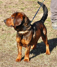 HACHIKO, Hund, Mischlingshund in Slowakische Republik - Bild 6