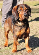 HACHIKO, Hund, Mischlingshund in Slowakische Republik - Bild 8