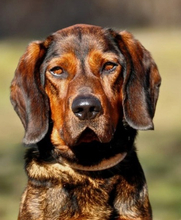 HACHIKO, Hund, Mischlingshund in Slowakische Republik - Bild 9