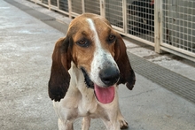 ACHILLE, Hund, Segugio Italiano-Gascon Saintongeois-Mix in Italien - Bild 1