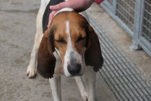 ACHILLE, Hund, Segugio Italiano-Gascon Saintongeois-Mix in Italien - Bild 10