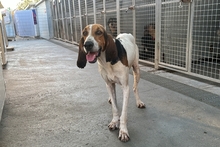 ACHILLE, Hund, Segugio Italiano-Gascon Saintongeois-Mix in Italien - Bild 12