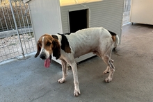 ACHILLE, Hund, Segugio Italiano-Gascon Saintongeois-Mix in Italien - Bild 13