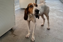 ACHILLE, Hund, Segugio Italiano-Gascon Saintongeois-Mix in Italien - Bild 14