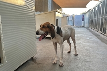 ACHILLE, Hund, Segugio Italiano-Gascon Saintongeois-Mix in Italien - Bild 15