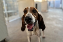 ACHILLE, Hund, Segugio Italiano-Gascon Saintongeois-Mix in Italien - Bild 16
