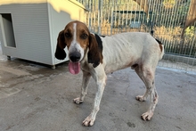 ACHILLE, Hund, Segugio Italiano-Gascon Saintongeois-Mix in Italien - Bild 17