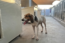 ACHILLE, Hund, Segugio Italiano-Gascon Saintongeois-Mix in Italien - Bild 5