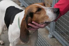 ACHILLE, Hund, Segugio Italiano-Gascon Saintongeois-Mix in Italien - Bild 8