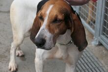 ACHILLE, Hund, Segugio Italiano-Gascon Saintongeois-Mix in Italien - Bild 9
