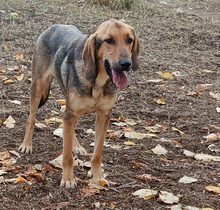 GOOFY, Hund, Mischlingshund in Griechenland - Bild 2