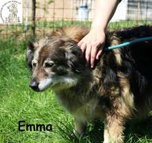 EMMA, Hund, Mischlingshund in Bosnien und Herzegowina - Bild 2